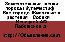 Замечательные щенки породы бульмастиф - Все города Животные и растения » Собаки   . Ненецкий АО,Лабожское д.